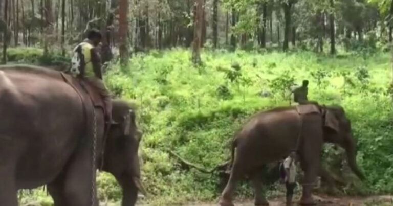 Harimau Menyerang dan Menewaskan Dua Orang, India Kerahkan Gajah Terlatih untuk “Memburu Pelaku”