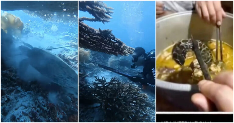 Seorang Instruktur Selam Warga Tiongkok Menembak dan Memakan Penyu Sisik di Raja Ampat, Ditangkap Saat Hendak Keluar Negeri Hingga Perbuatannya Dikecam Netizen Tiongkok