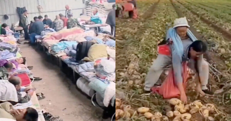 Terlalu Berat Memanen Kentang di Mongolia Dalam! Lebih dari 200 Pria dan Wanita Tidur Bersama di Barak Besar 